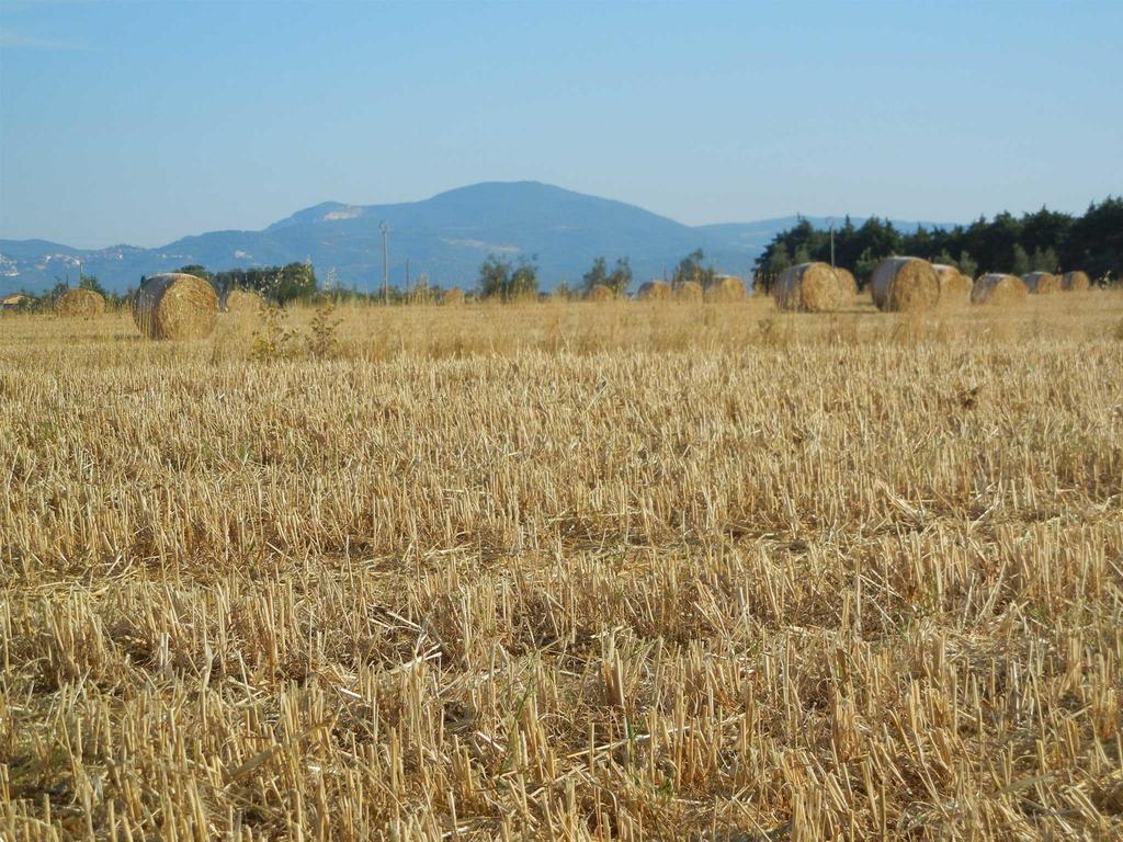 Azienda Agrituristica Le Betulle Riotorto Exteriér fotografie